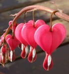 Coeurs saignants